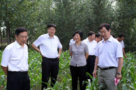 山東省農(nóng)業(yè)廳副廳長(zhǎng)王登啟一行來(lái)汶上縣考察玉米生產(chǎn)情況