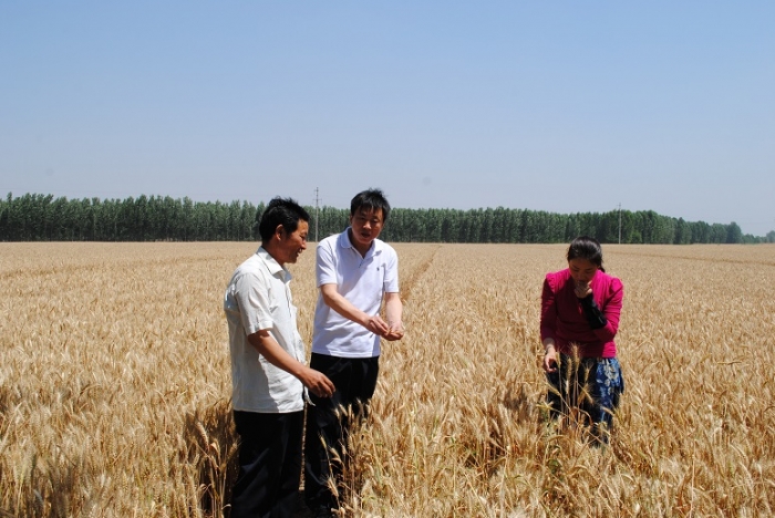 縣總工會(huì)到南站鎮(zhèn)鵝河村助農(nóng)收割